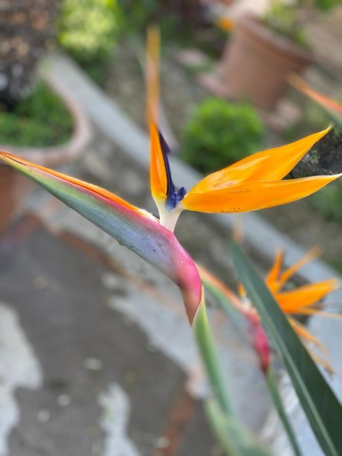 Casaale Villa Anacapri  Luaran gambar